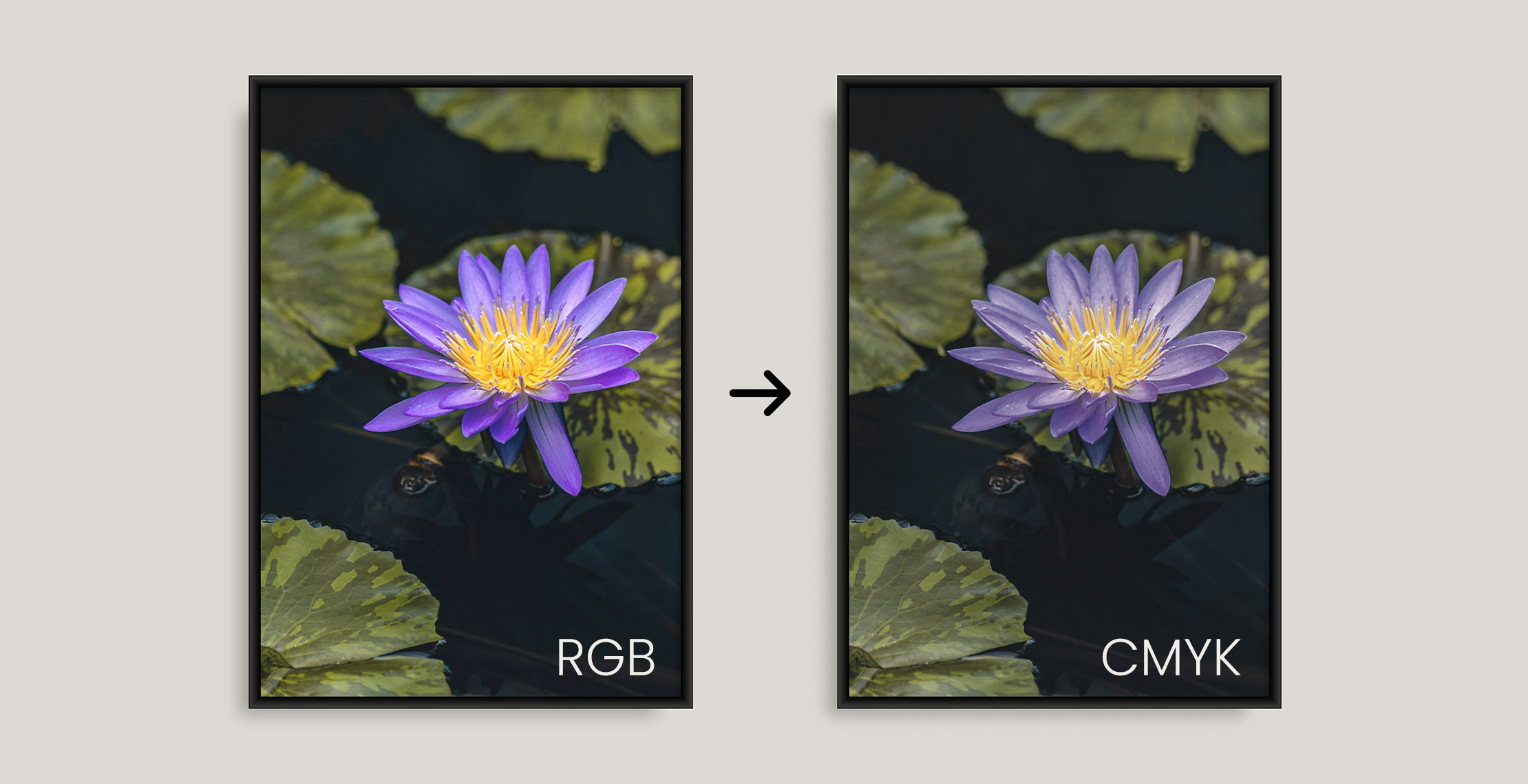 Bloemfoto laat het verschil zien tussen RGB kleuren en CMYK kleuren in drukwerk
