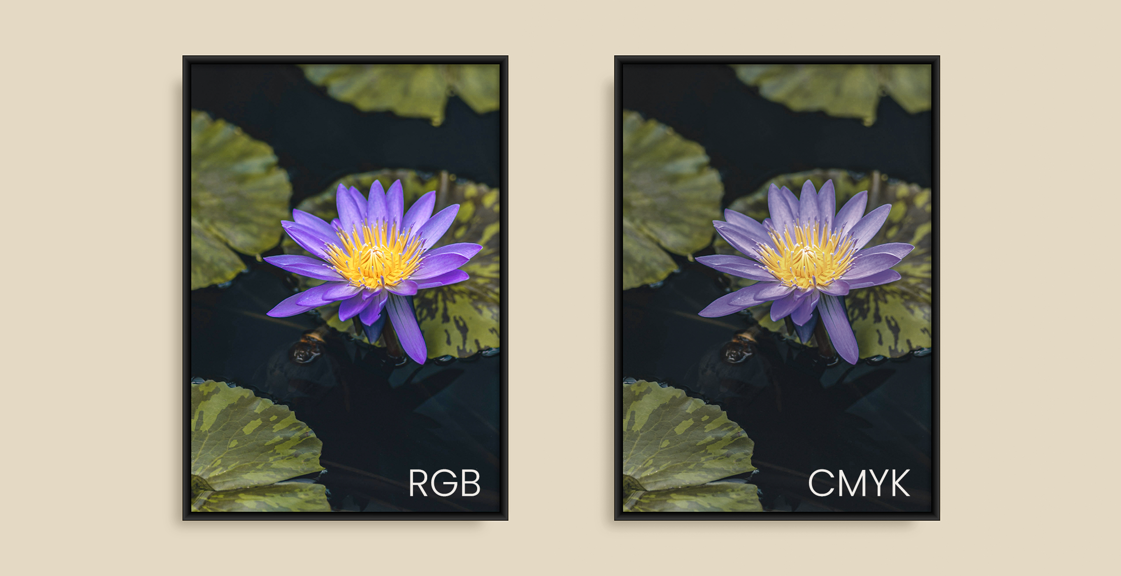 Vergelijking van RGB kleuren en CMYK kleuren bij drukwerk met een bloem als voorbeeld