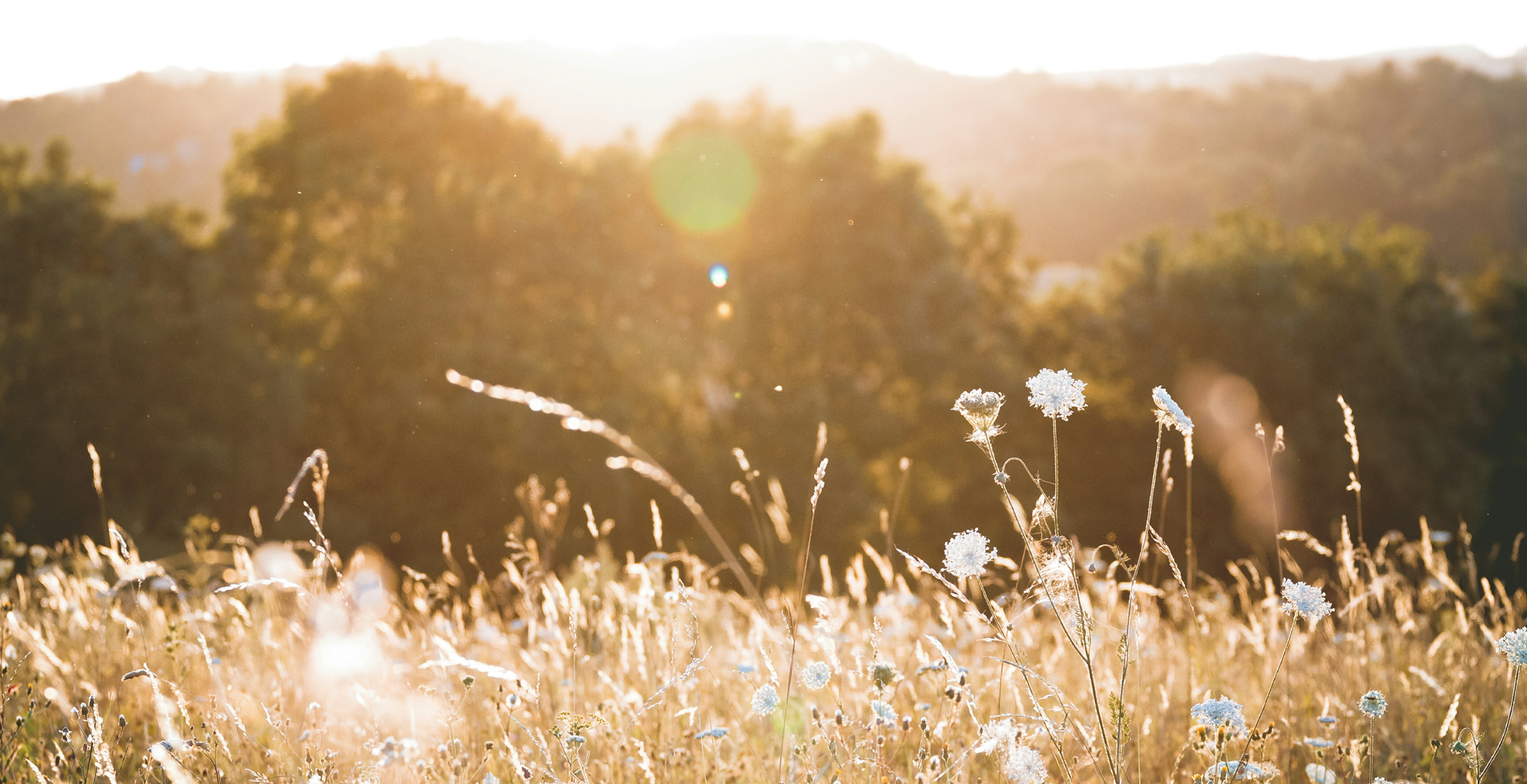 Hoge belichting fotografie design trend in 2017 foto van gras in de zon met bos erachter gouden uur