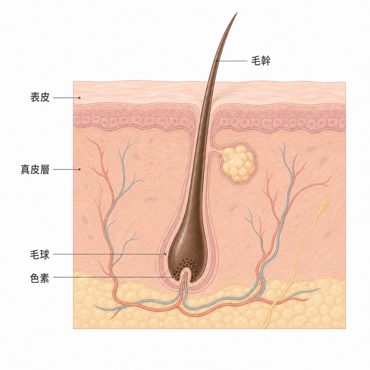 從表皮到毛球的毛囊橫截面示意圖