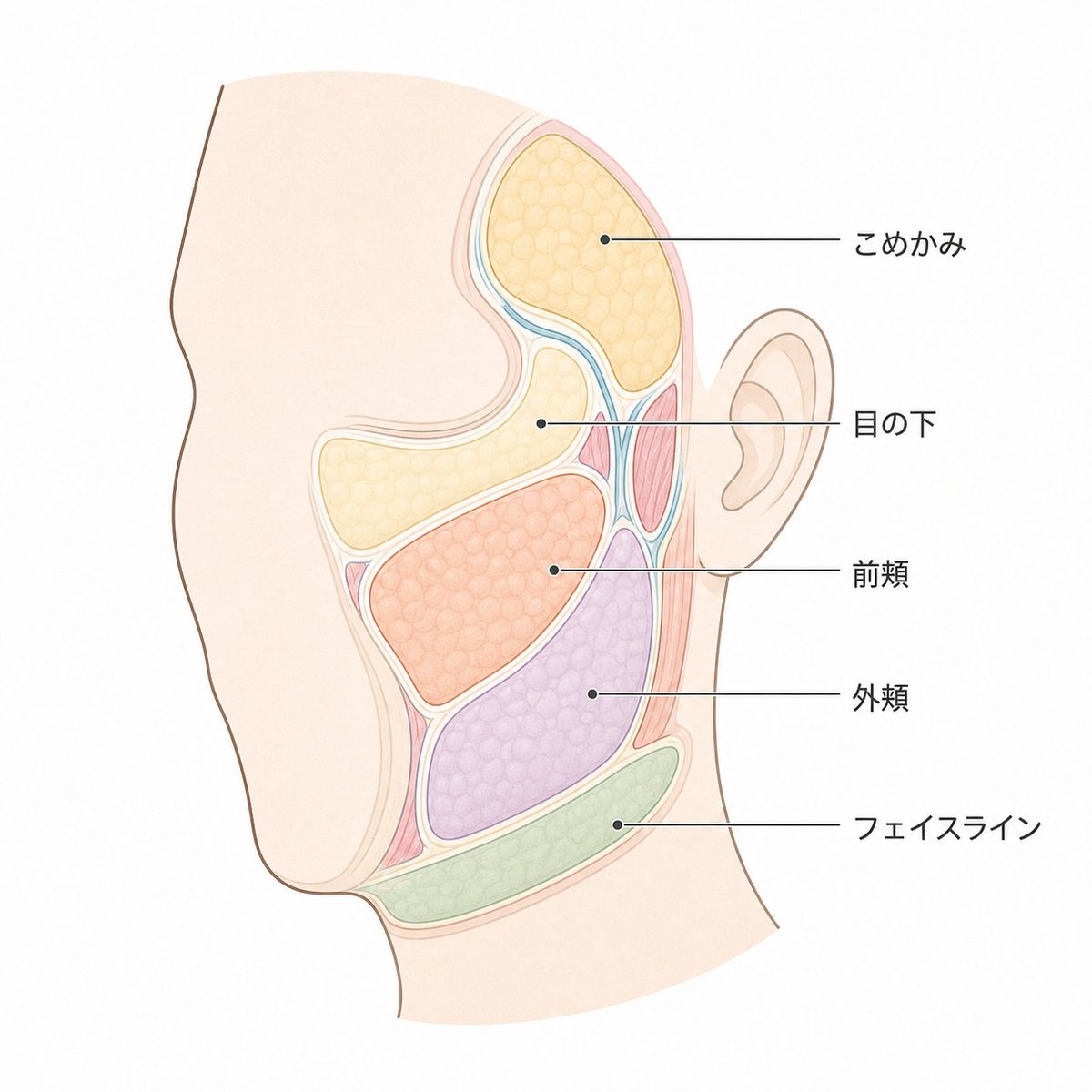 顔の脂肪が区画に分かれて配置されている様子を示す図