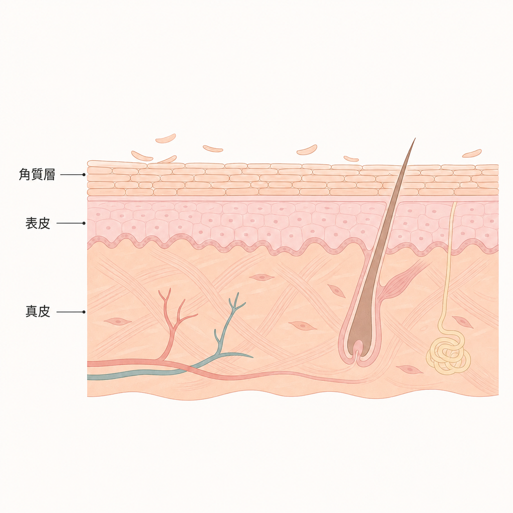 角質層上方老廢角質自然脫落的截面示意圖