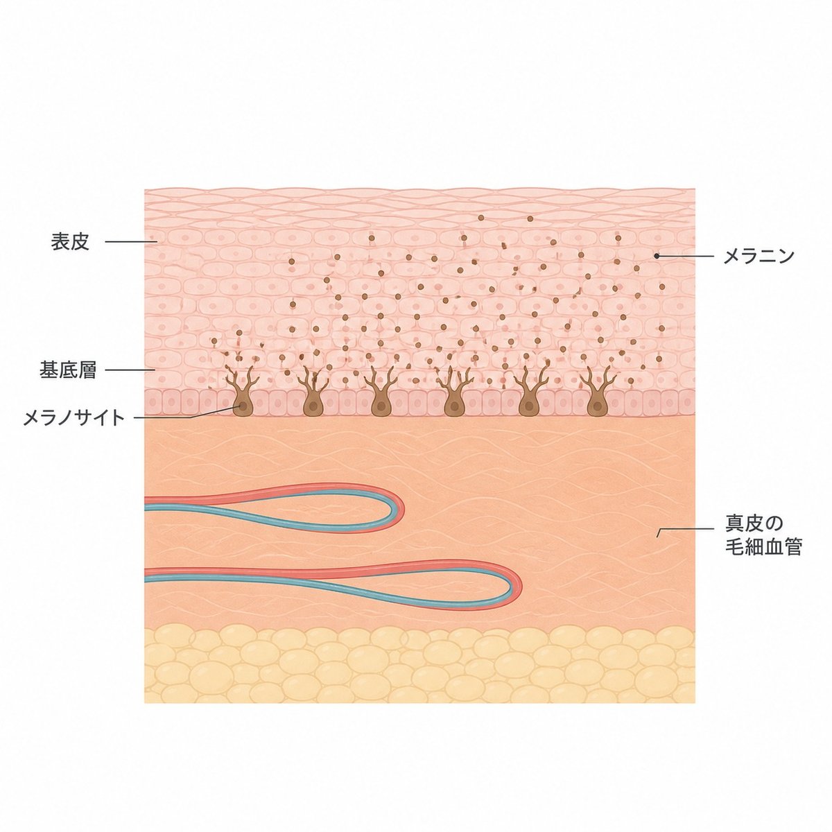 表皮の基底層にあるメラノサイトがメラニンをつくり、真皮の毛細血管が近くを走る様子を示す図