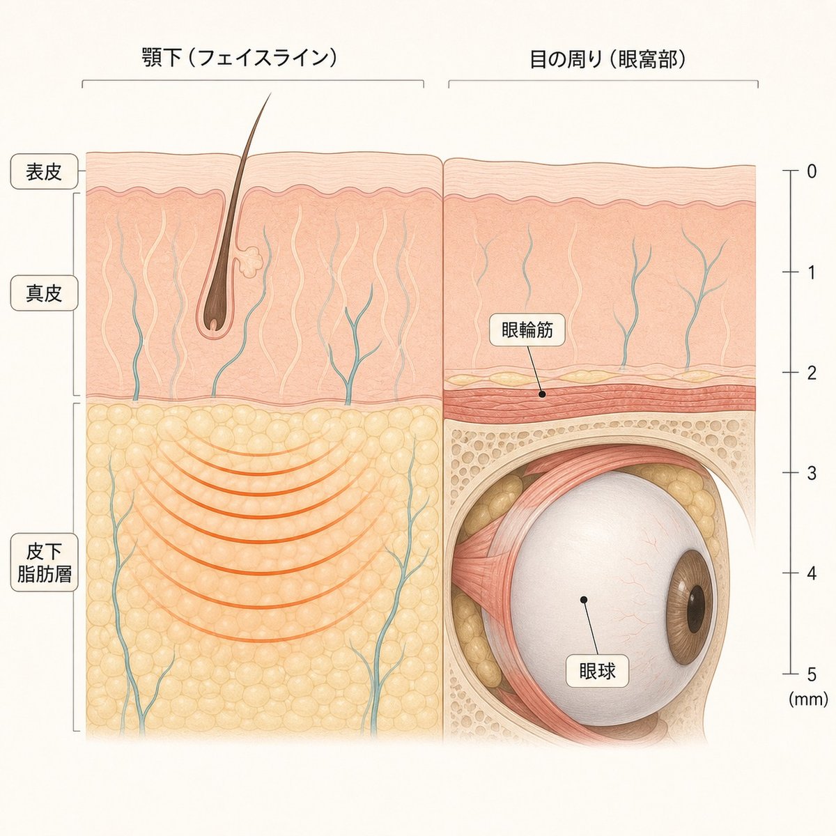 フェイスラインと目周りで皮膚の厚みと脂肪層の量が異なることを示した断面図