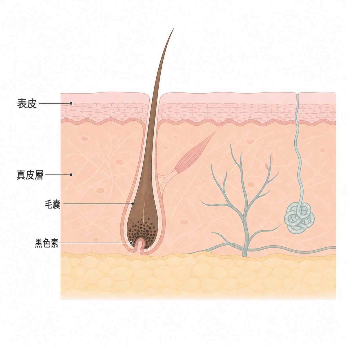 表皮與真皮層裡的毛囊，以及黑色素聚集的毛囊根部
