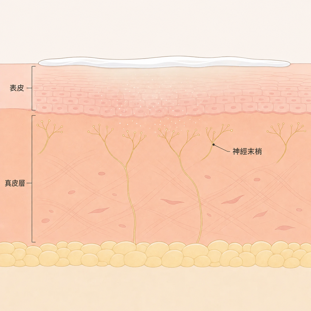 乳膏塗抹於表面後滲透至真皮層神經末梢的過程