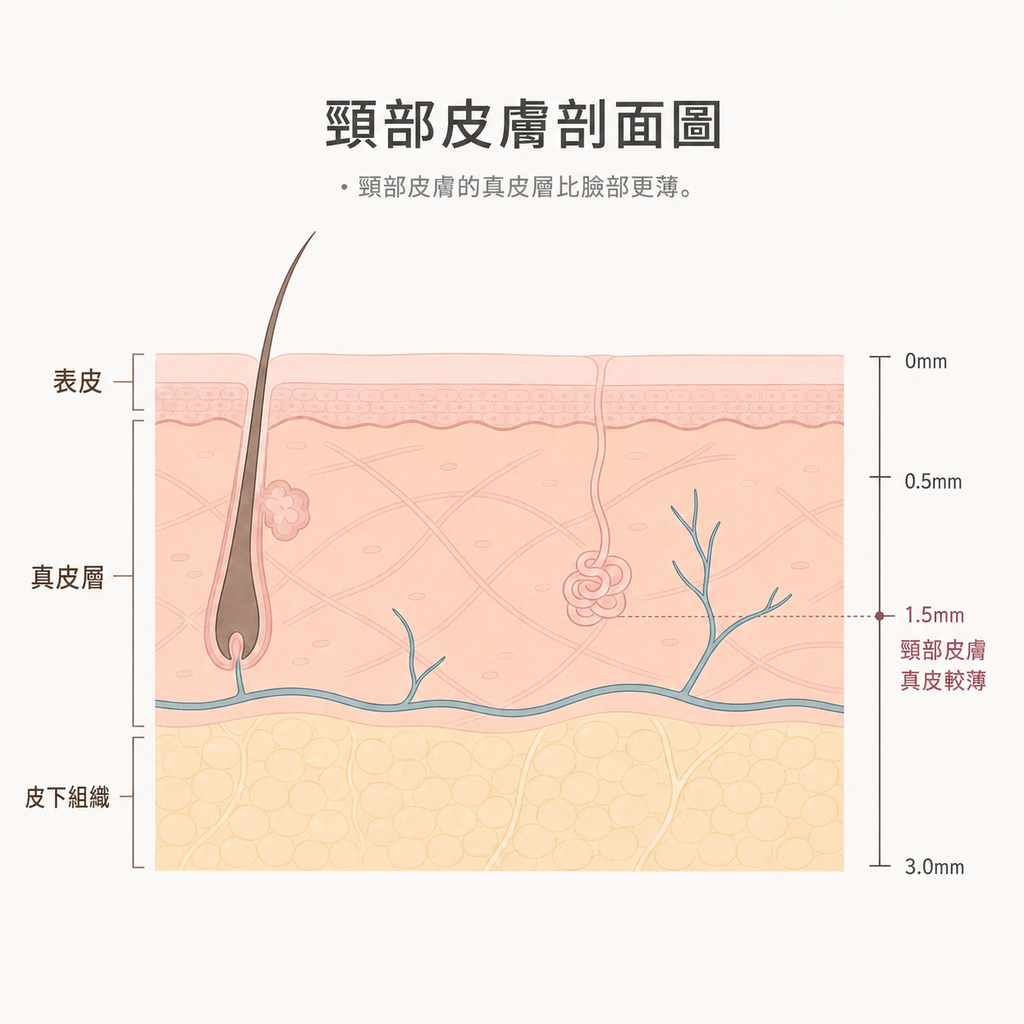 頸部肌膚的表皮、真皮層與成分注入深度示意圖