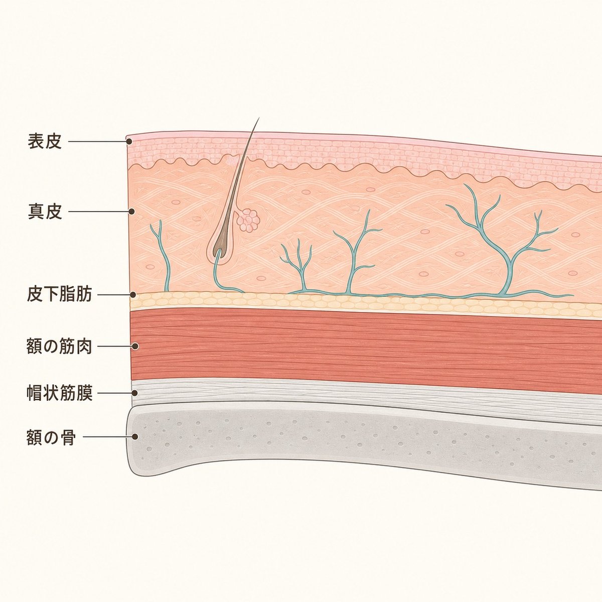 額の皮膚から骨までの層の厚みを示す断面図