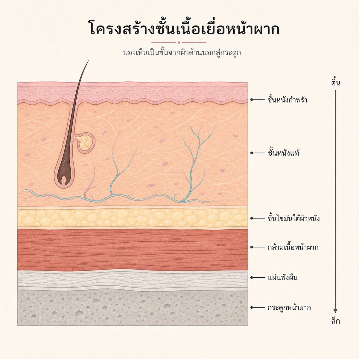 ภาพตัดขวางแสดงความหนาของผิวหน้าผากตั้งแต่ชั้นนอกจนถึงกระดูก