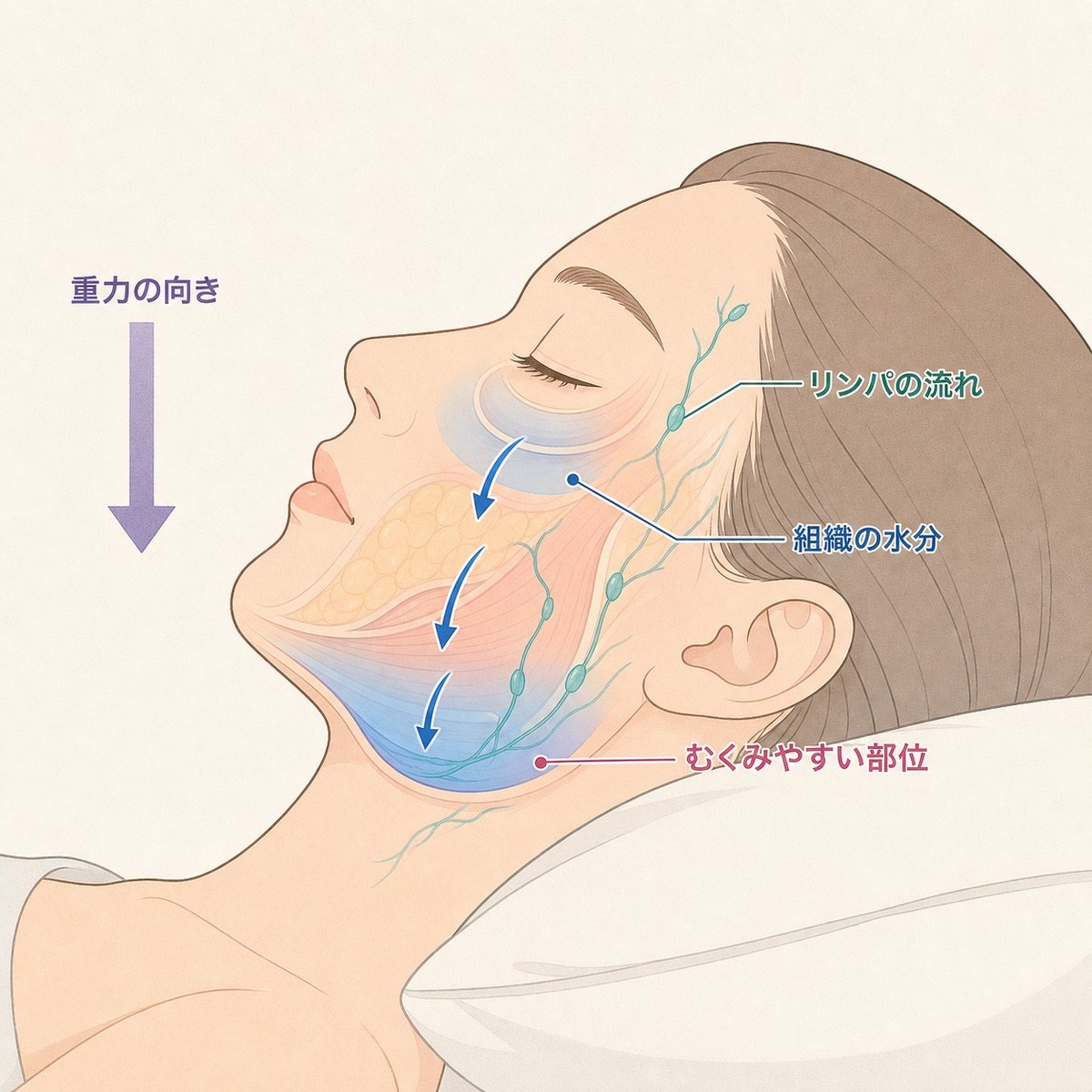 寝る姿勢によってリンパ液や水分が重力で顔の低い部分にたまる仕組みを示す図