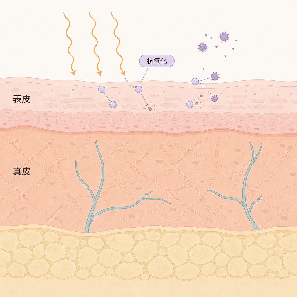 表皮、真皮層與抗氧化成分減少紫外線刺激的示意圖