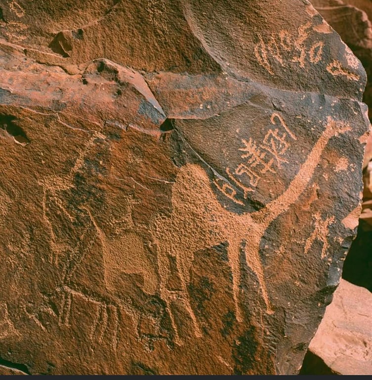 Bir Hima Camel Art — Bir Hima