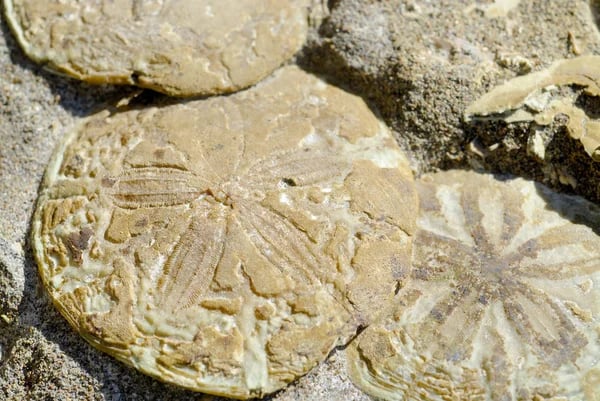 Kum Dolari Ancient Fossils Christianity Inspiration — Egil Rock-Cut Castle 