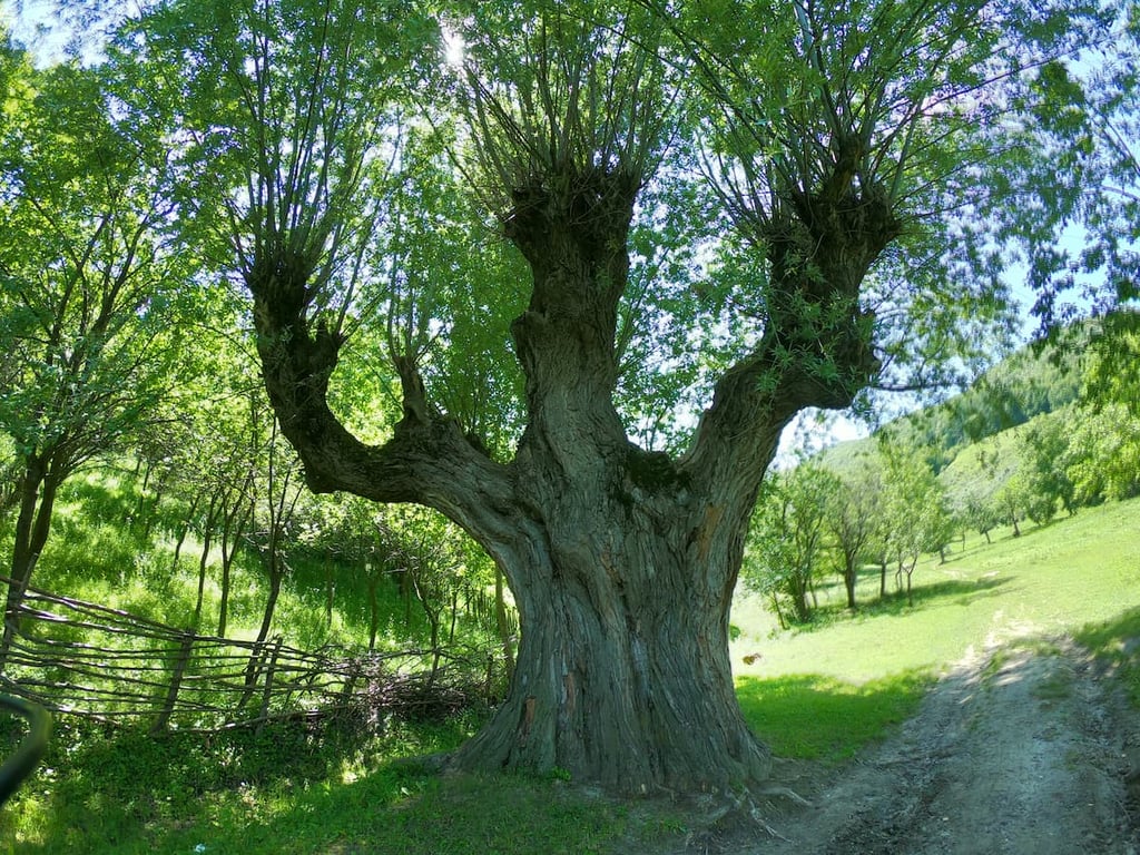 Ancient Valley Guardian Babele Ulmet Trovants — Trovants of Ulmet