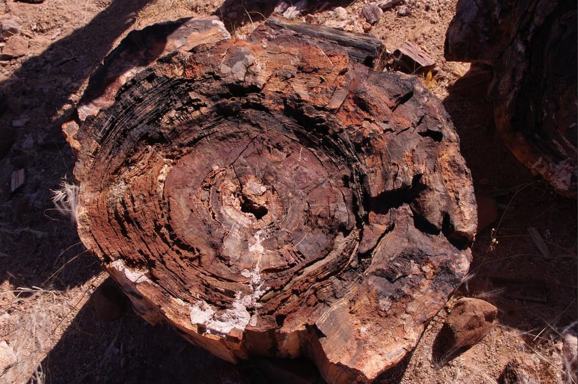 Concentric Rings Petrified Tree Namibia — Petrified Forest Khorixas