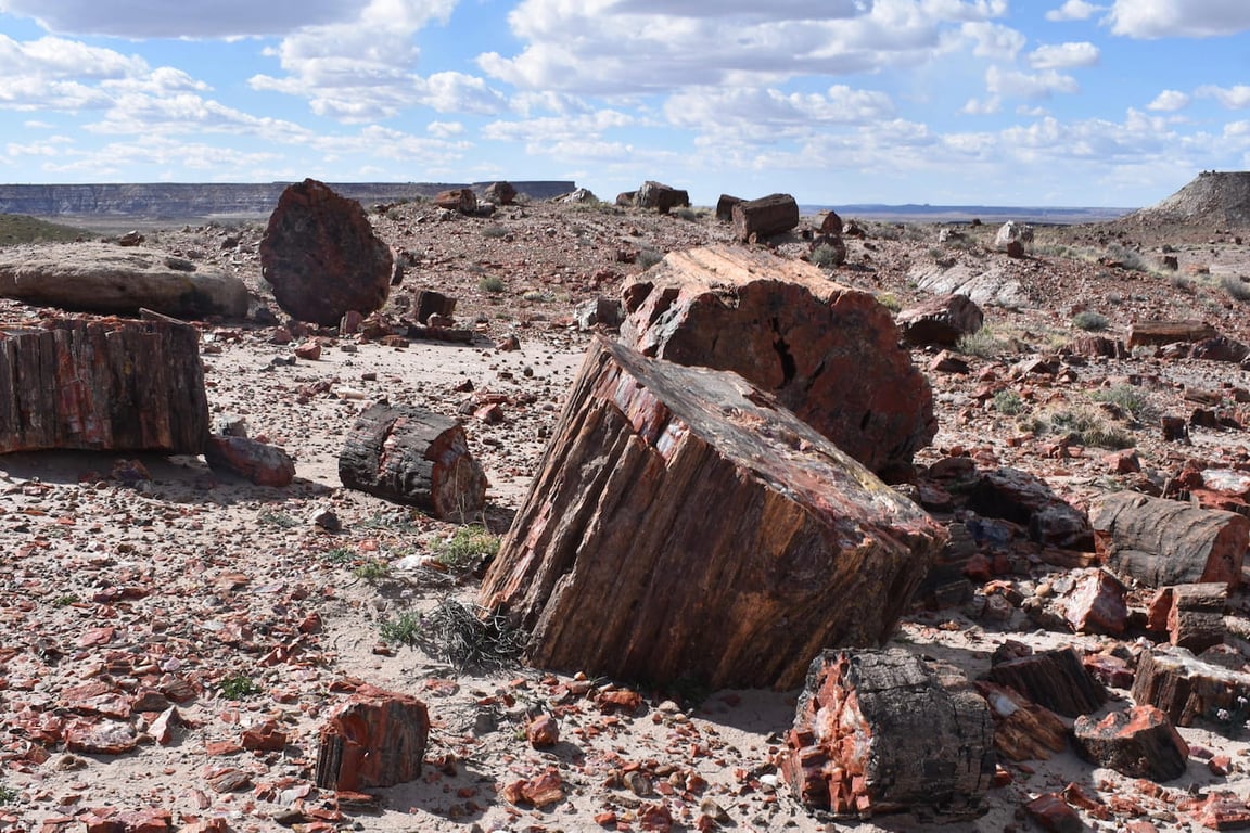 Petrified Forest Khorixas