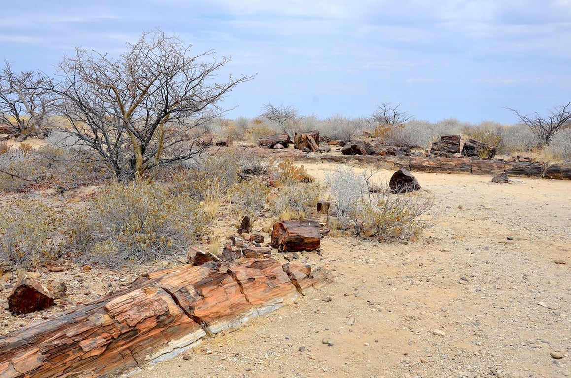 Partially Buried Petrified Tree — Petrified Forest Khorixas