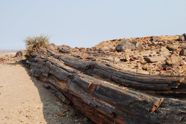 Petrified Trunk Namibia Ancient Forest — Petrified Forest Khorixas
