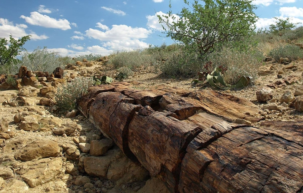 Prehistoric Fossilized Tree Trunk — Petrified Forest Khorixas