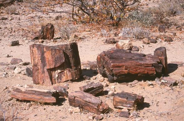 Section Petrified Forest Namibia — Petrified Forest Khorixas