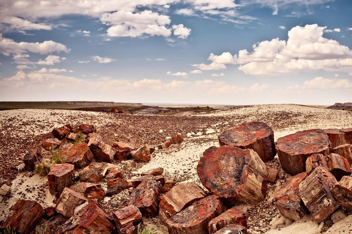 Slashed Petrified Tree Trunks Africa — Petrified Forest Khorixas