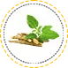herbs