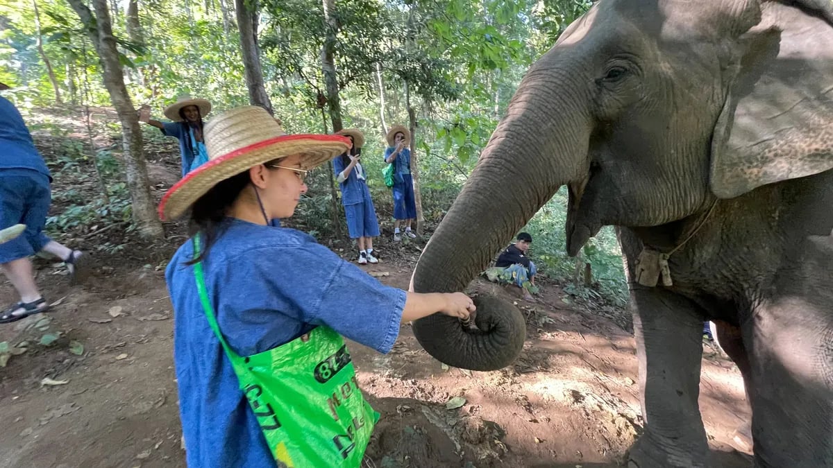 Feeding an elephant at a sanctuary outside Chiang Mai