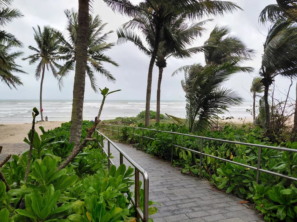 A palm lined path down to the beach in Da Nang