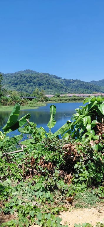 A green lagoon backed by hills under a clear sky in Phuket