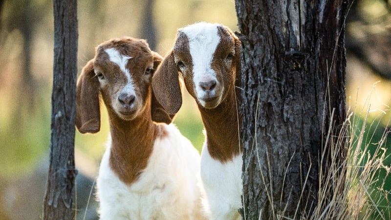 African Arrested in France After Mutilating Goats in Parking Garage