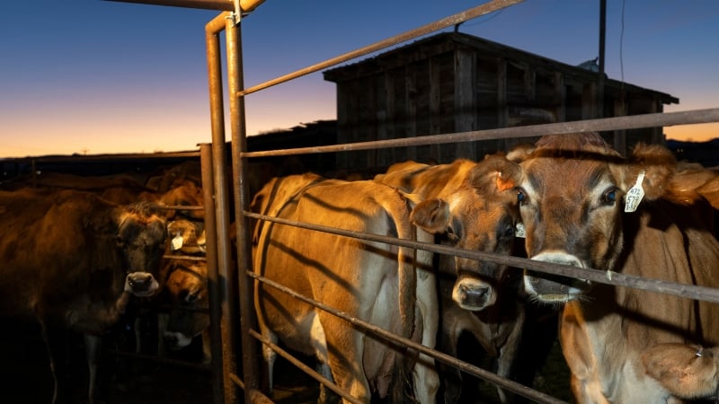 USDA Mandates Federal Testing of Milk for Bird Flu