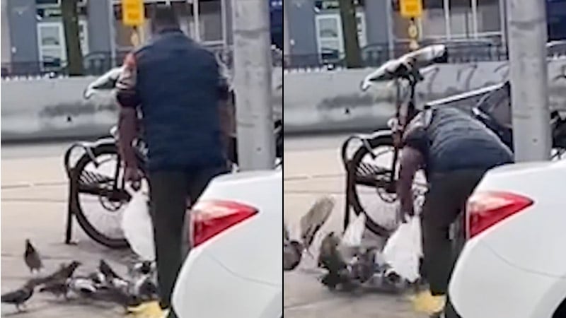 Shock Video: NYC Halal Food Cart Worker Snatches Pigeon Off Street, Returns to His Cart With It
