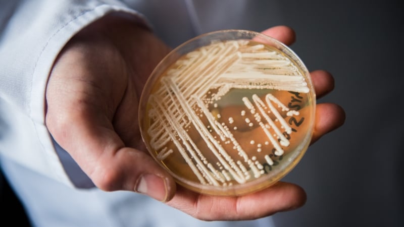 Deadly Fungus Outbreaks on the Rise, Bloomberg Warns: COVID and Global Warming To Blame