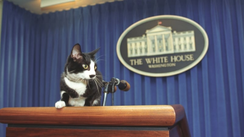 Cat Nabbed: Why a Common Parasite May Be Contributing to the Collapse in Male Fertility