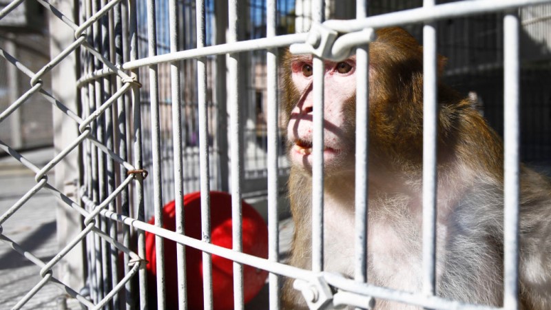 COVID 2.0? New Monkeypox Variant In UK & 40 Rhesus Monkeys Escape Carolina Research Facility