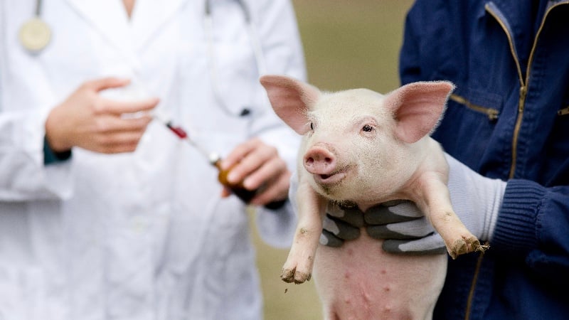 PRION-CONTAMINATED PORK ALERT: All across the United States, Pigs Can be ‘Vaccinated’ with Millions of Deadly Prions Via mRNA Clot Shots – UNLABELED