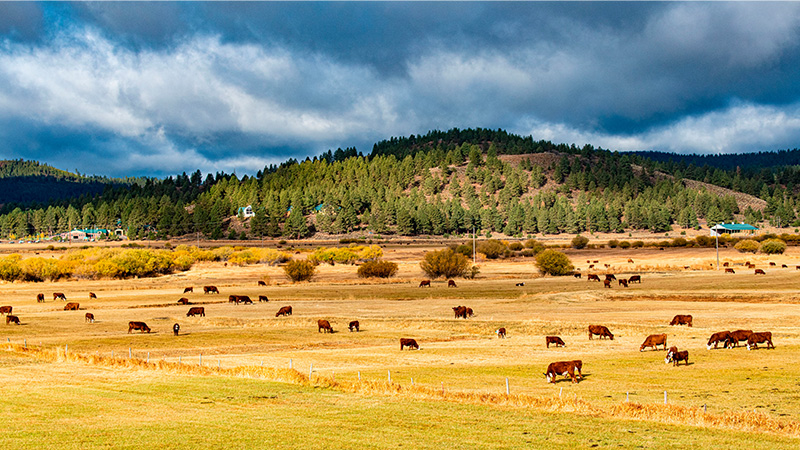 Engineered Famine: Oregon Starts Shutting Down Small Farms ‘To Protect The People’