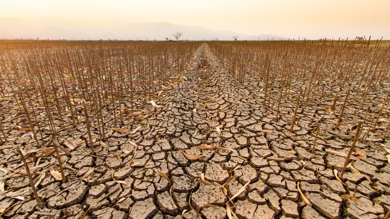 Government Can Fix Neither Food Nor Farm