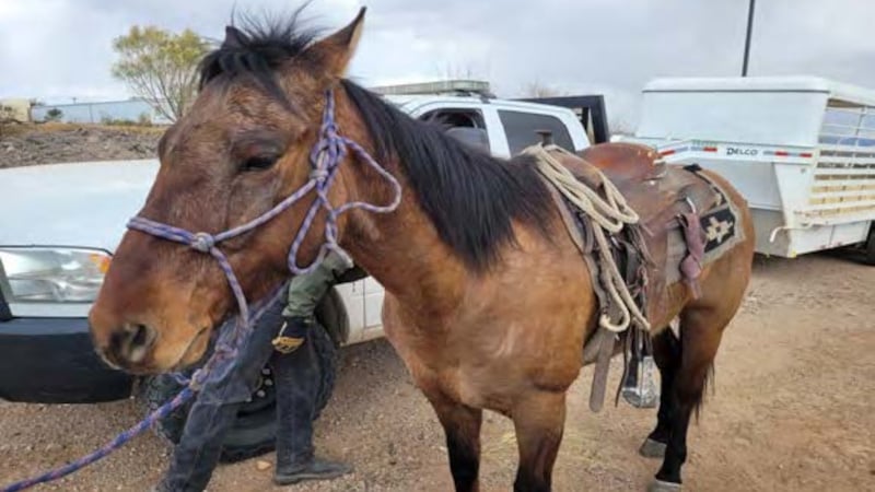Illegals Caught Entering US on Horseback