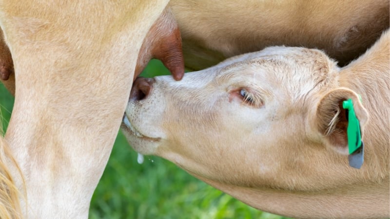 Third Human Case of Bird Flu Confirmed in US Dairy Worker, First with Respiratory Symptoms