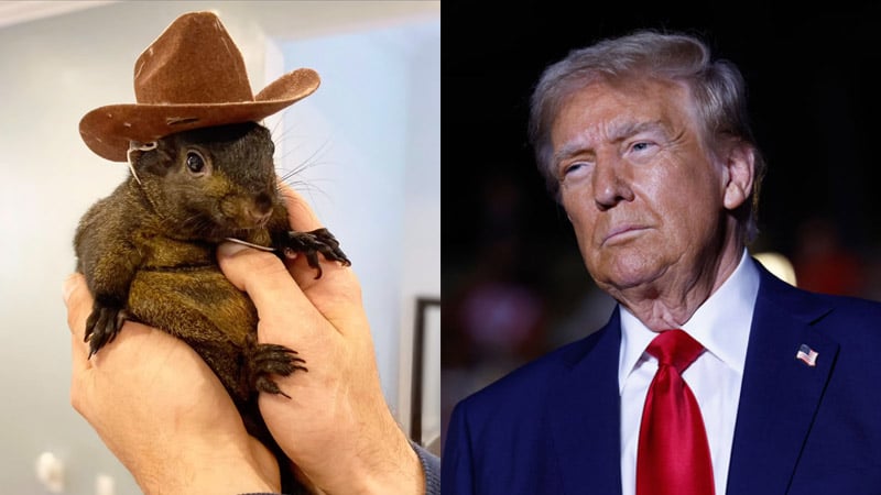 Social Media Star Peanut the Squirrel Euthanized After Seized From NY Home — Trump Responds!