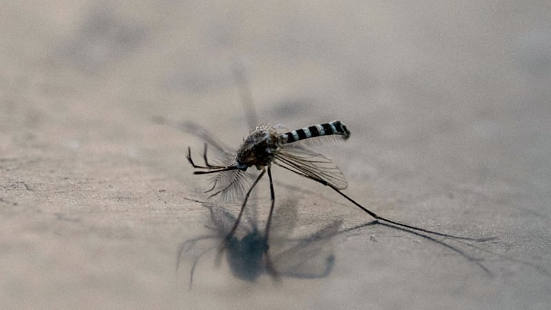 Clinicals Trials Going Ahead For Mosquitoes as To Deliver Genetically Modified Malaria Parasites
