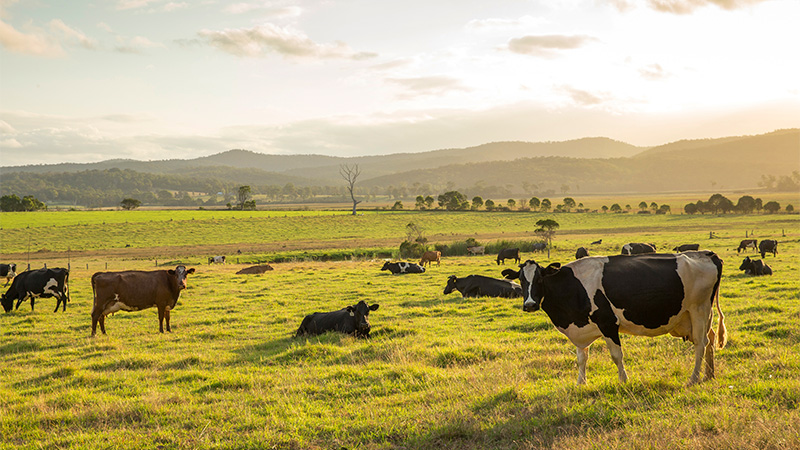 Climate Change Zealots Now Threatening Major Banks to Force Them to Stop Financing Meat, Dairy, Animal Feed Operations