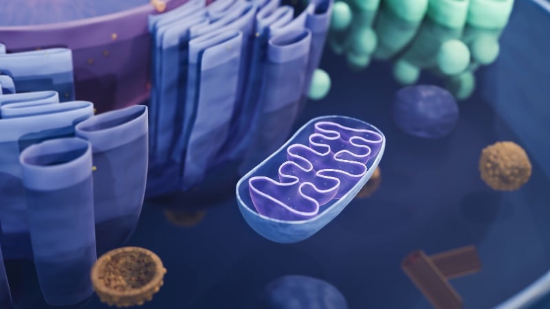 The Root of Many Diseases? Mitochondrial Dysfunction Caused by Modern Toxins