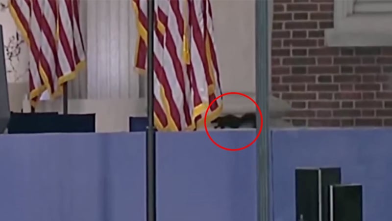 Peanut Strikes Back: Squirrel Does ‘Victory Lap’ On Stage Ahead of Kamala Harris’ Concession Speech