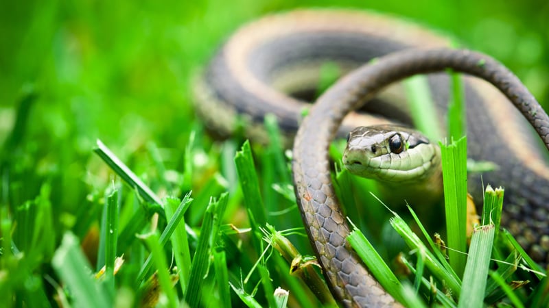Snakes in the Garden: Navigating Fear Porn, Christian Virtue-Signaling & Censorship in Conservative Media