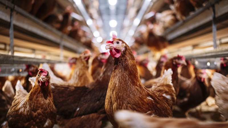 Pandemic 2.0? California Declares State Of Emergency After CDC Reports First ‘Severe’ Case Of Bird Flu