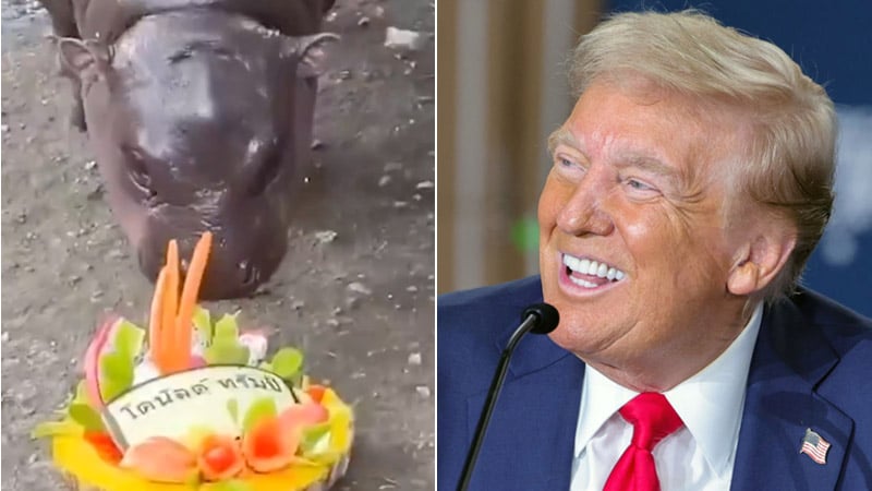 Viral Baby Hippo Moo Deng Predicts Trump Will Win Election