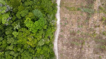 Hypocrite COP30 Globalists Destroy Amazon Rainforest To Clear Path For Four-Lane Highway Leading To Site Of Climate Summit