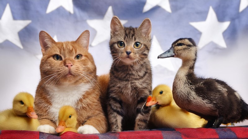 Internet Launches “Cats & Ducks For Trump” Meme Campaign After Haitian Migrants Filmed Eating Pets & Local Birds